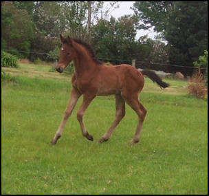 Knabstrupper colt with Xanthos/ Sanders Bounty bloodlines